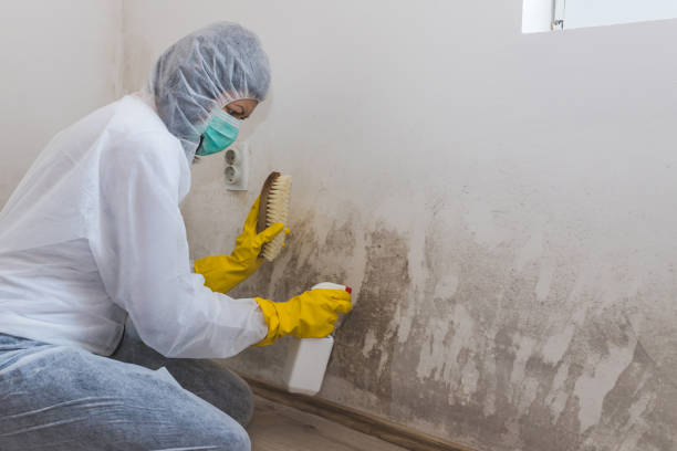 Professional Mold Removal in Brentwood, MD